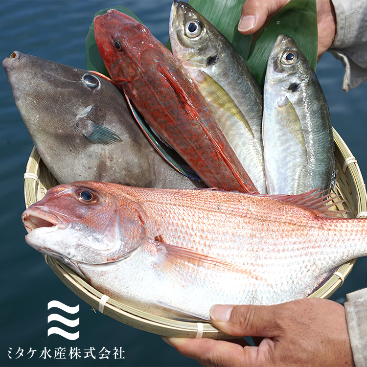 おまかせ鮮魚ボックスA